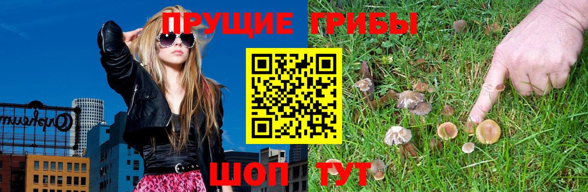 Комсомольск-на-Амуре  Псилоцибиновые грибы Cubensis  Вход с VPN 